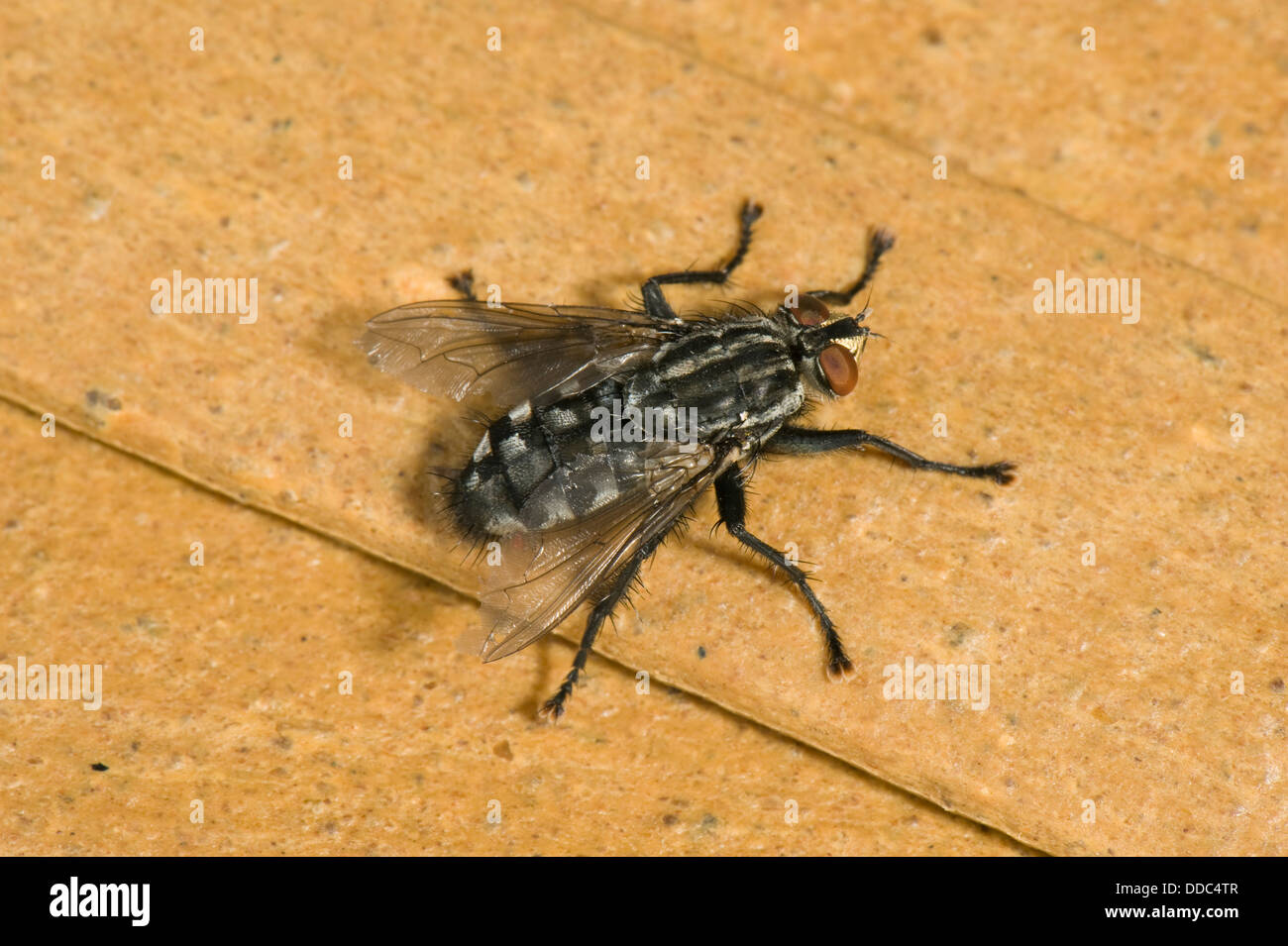 Sarcophaga carnaria, mouche à viande, mouche adulte Banque D'Images