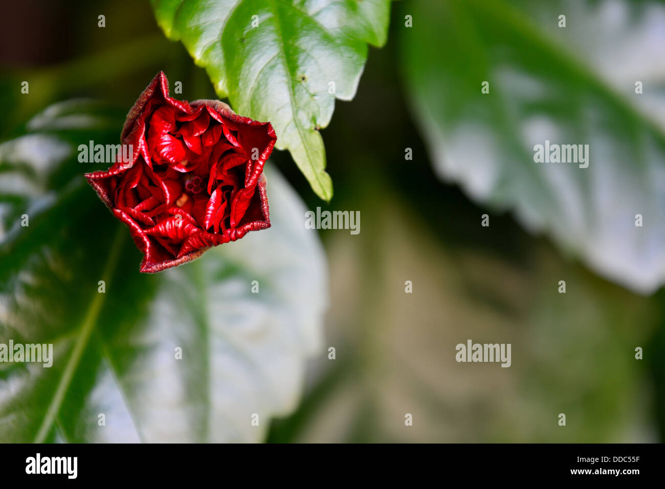 Bouton floral de la rose rouge de Soudan (Hibiscus) Banque D'Images