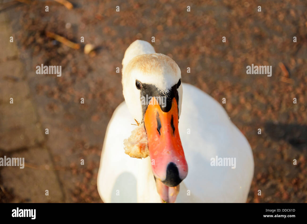 Cygne tuberculé visage Banque D'Images