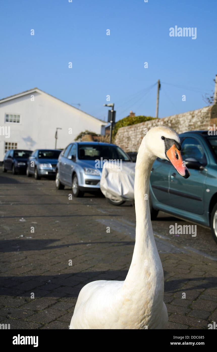 Cygne tuberculé visage Banque D'Images