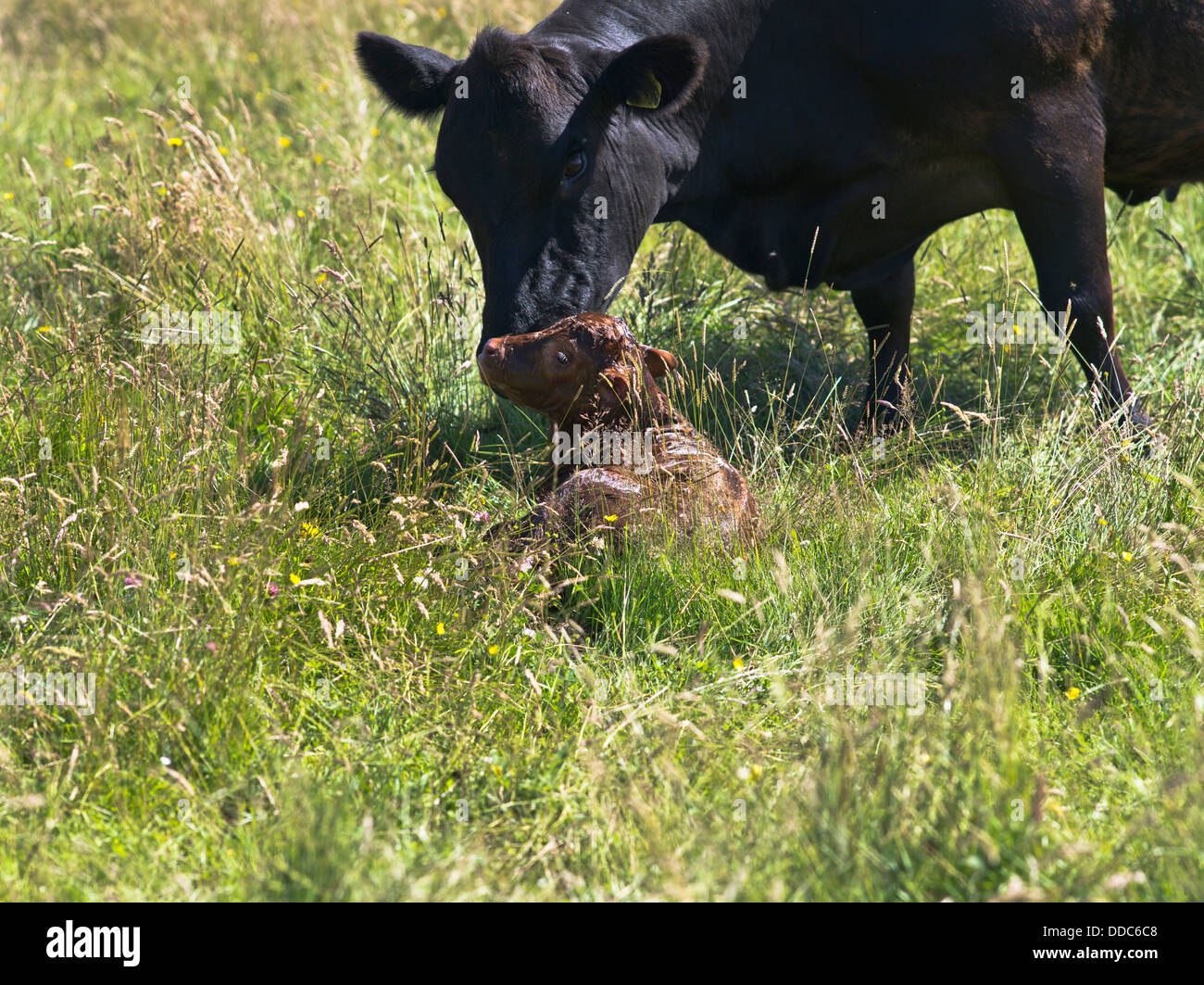 dh COWS UK Aberdeen Angus crossbreed vache léchant veau nouveau-né nouveau-né animal de naissance grande-bretagne Banque D'Images