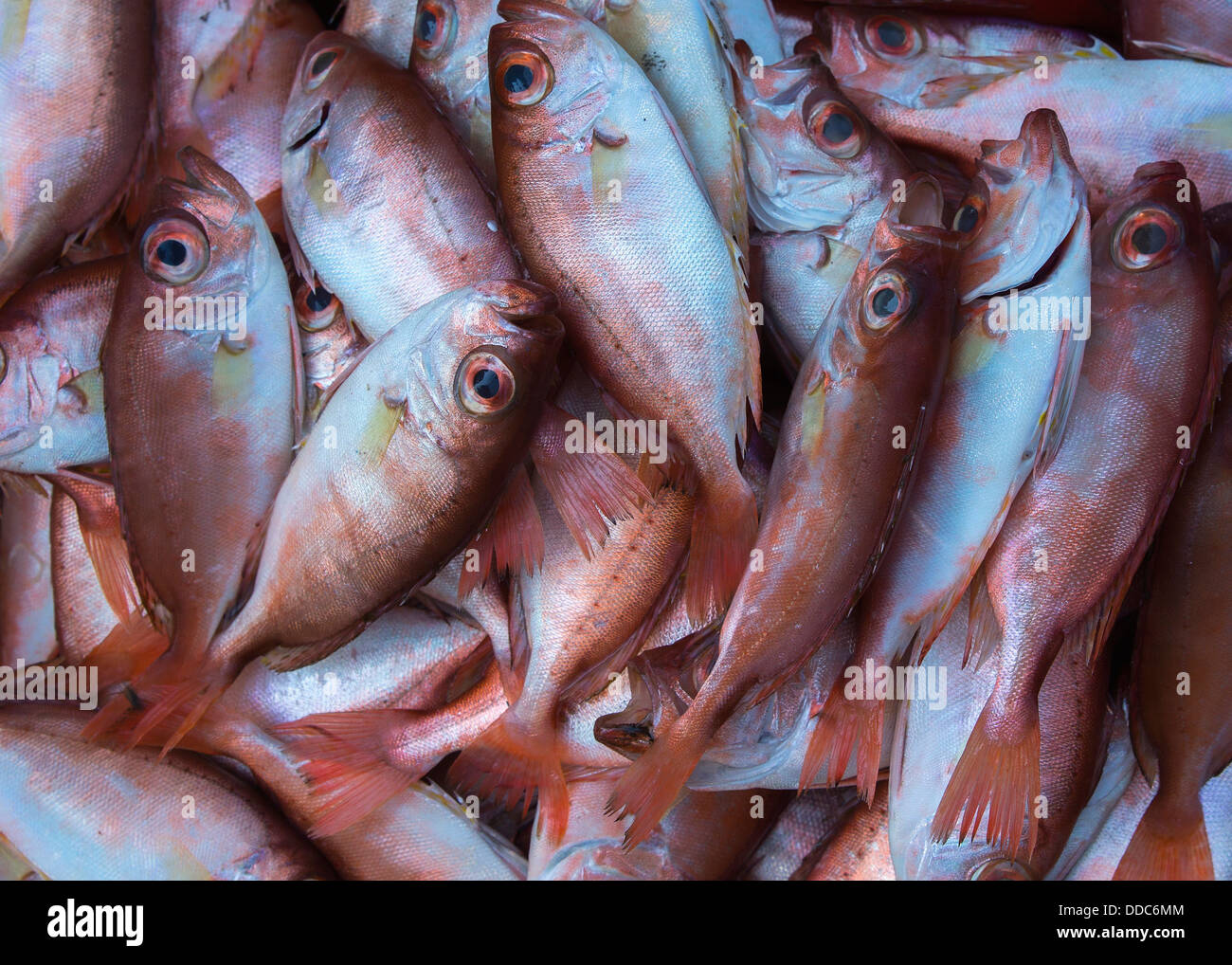 Close up de couleur cuivre de poissons capturés en mer de Chine du Sud. Banque D'Images