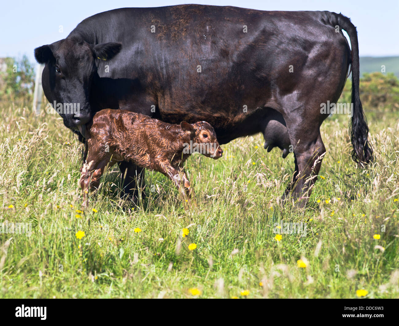 dh COWS UK SCOTLAND Aberdeen Angus crossbreed vache obtenant nouveau-né veau pour lever nouveau-né debout bébé naissance Banque D'Images