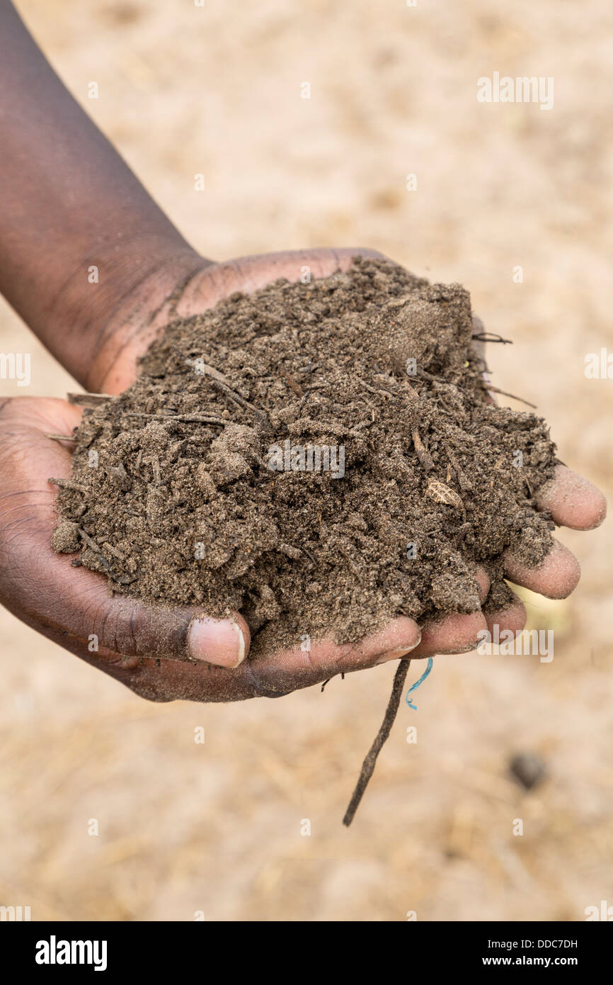 La culture du mil. Le compost doit être ajouté au sol avec des graines. Kaolack, Sénégal. Banque D'Images