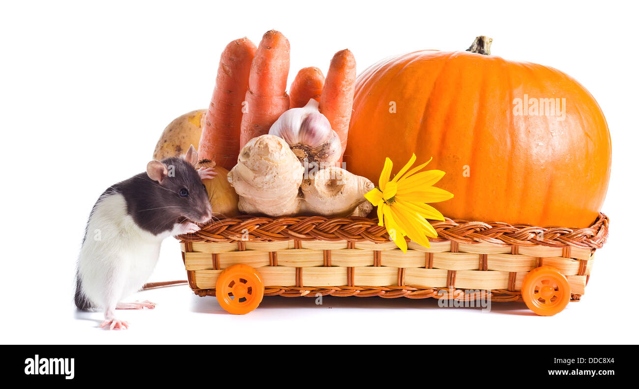 Rat et de légumes pour la préparation de soupe au potiron . fond blanc Banque D'Images