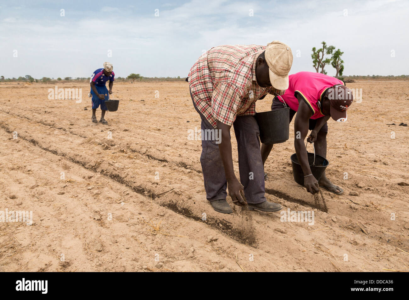 La culture du mil. L'épandage d'engrais de compost à la main, la vieille, l'arrière-flexion, de main-d'œuvre. Kaolack, Sénégal. Banque D'Images