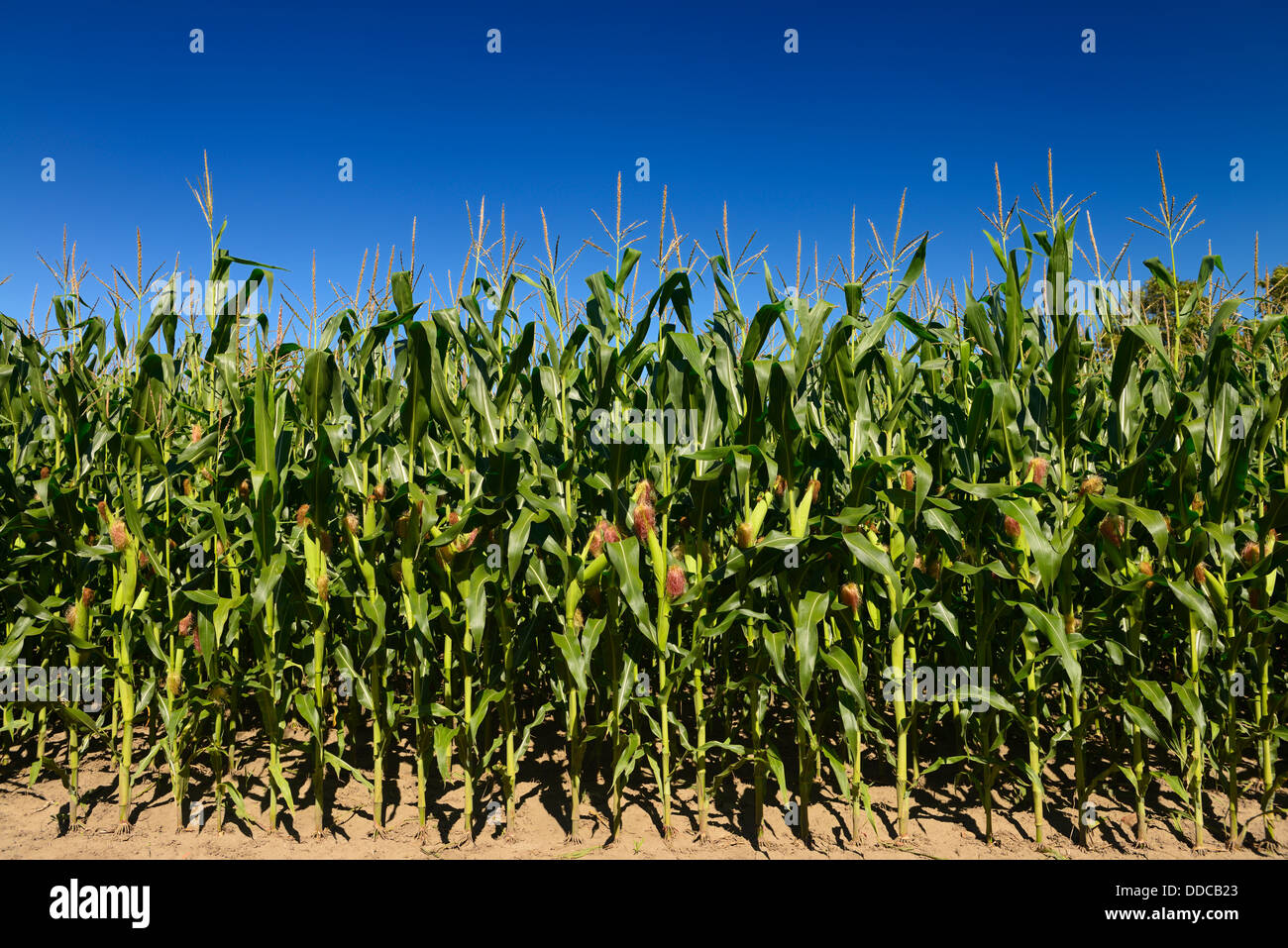Domaine de la ferme de la récolte des jeunes plantes de maïs doux avec un ciel bleu, Ontario Canada Banque D'Images
