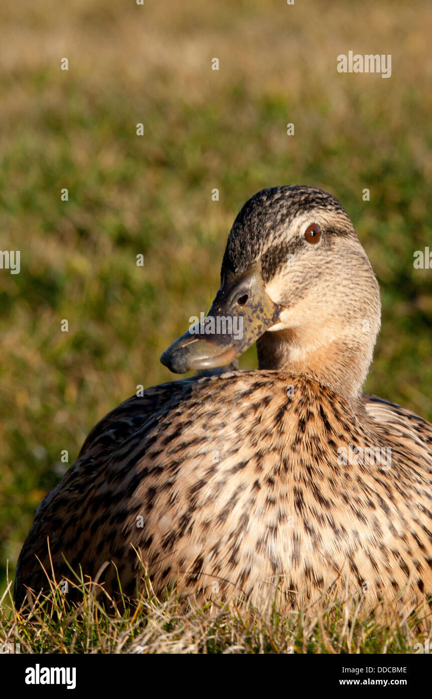 Portrait de canard femelle Banque D'Images