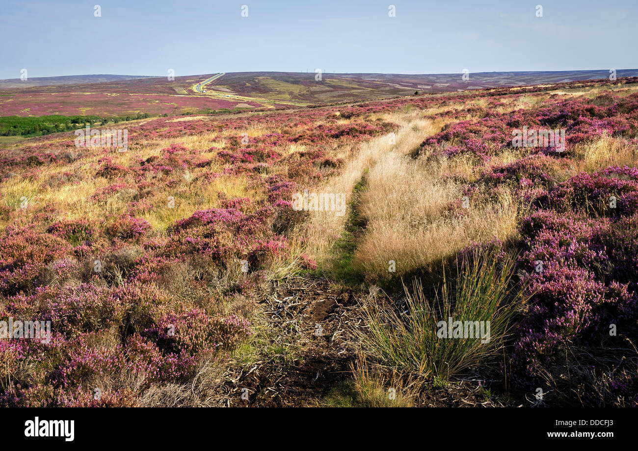 La bruyère en fleur, North York Moors, Goathland, Yorkshire, UK. Banque D'Images