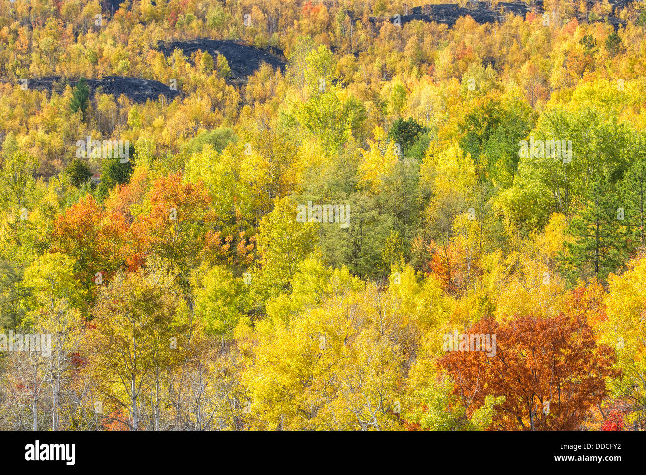 Arbres de leur gloire d'automne entre les collines rocheuses de Sudbury, Ontario, Canada. Banque D'Images