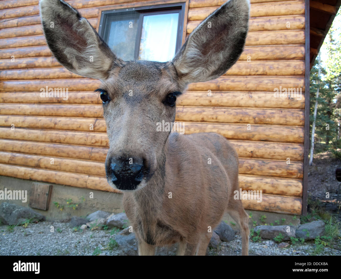 Un chalet de montagne à l'extérieur du département. Banque D'Images