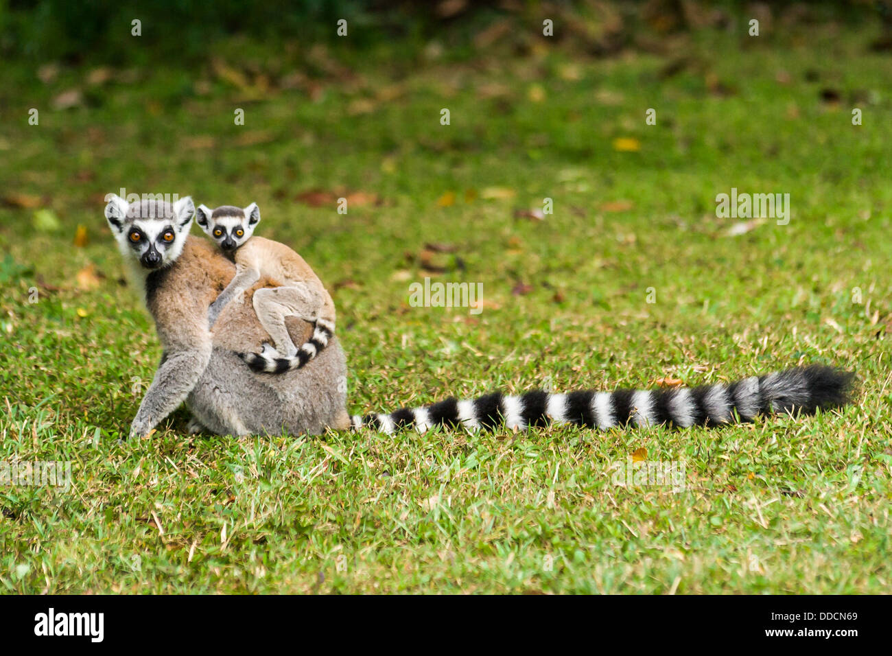 Mère lemur catta (Maki) et son bébé dans le Nahampohana réserver, Madagascar Banque D'Images