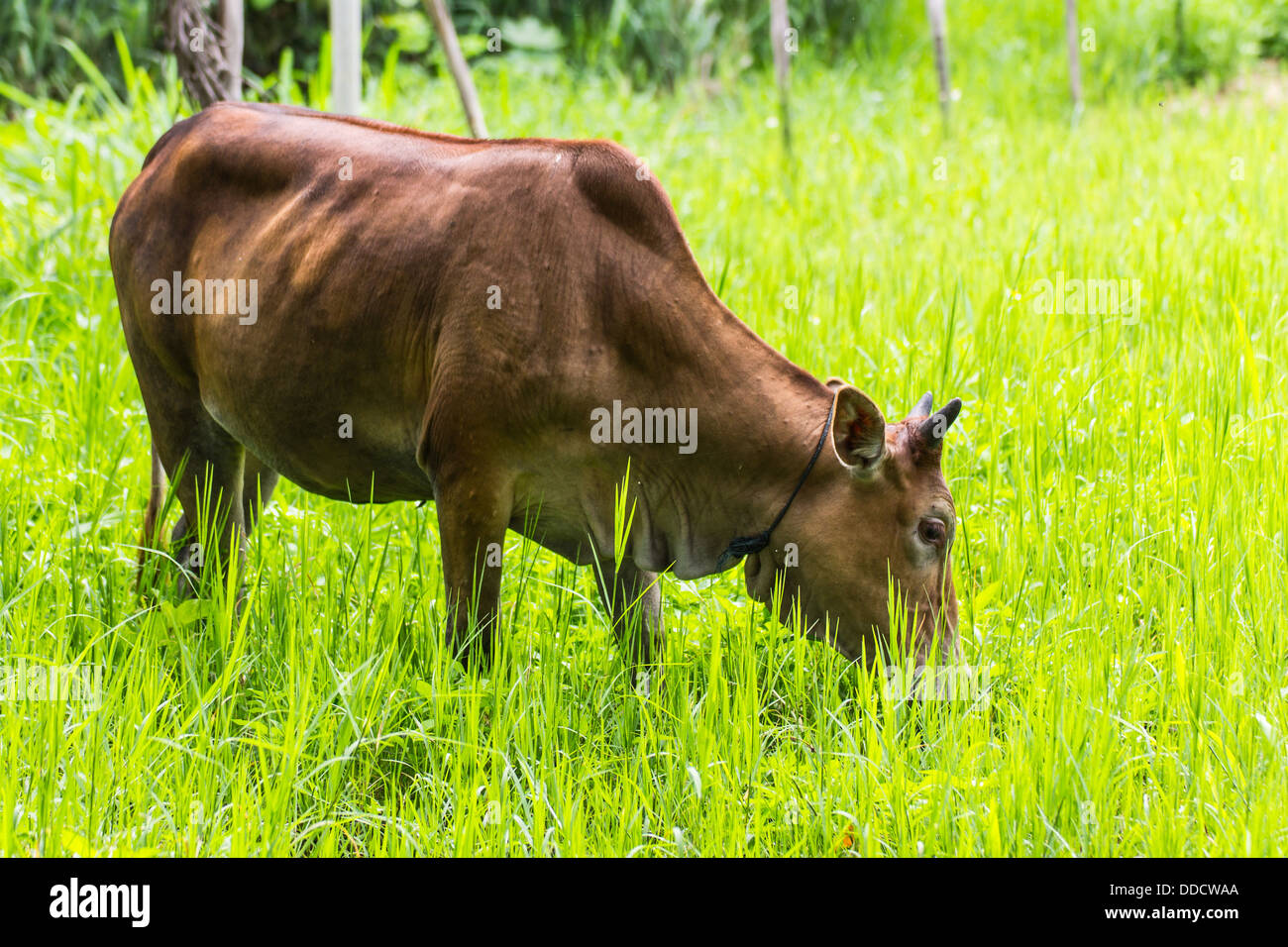 Vache brune dans les pâturages de l'alimentation Banque D'Images