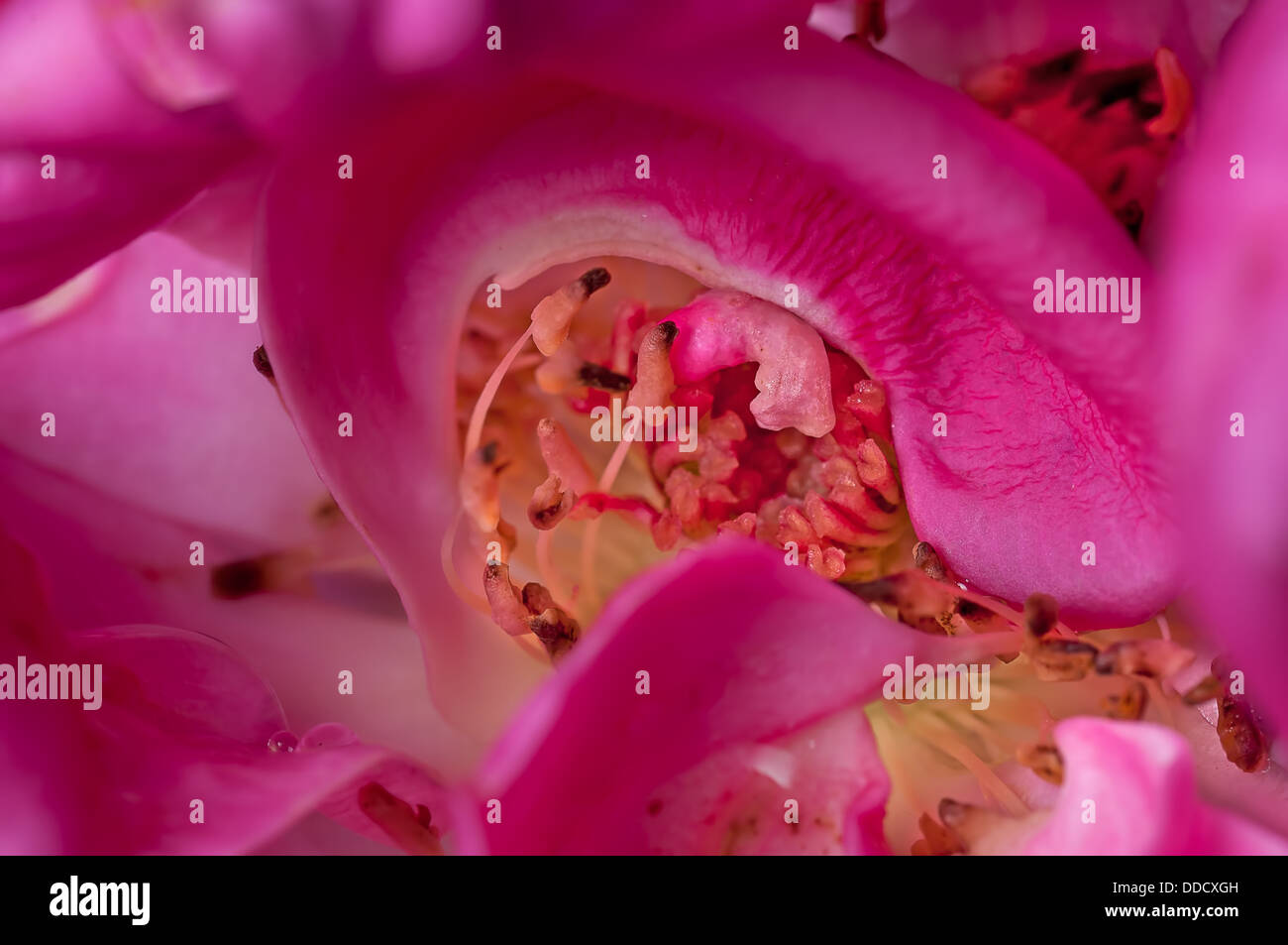 Close up, rose, goutte d'eau sur les pétales, rose, à l'intérieur, résumé Banque D'Images