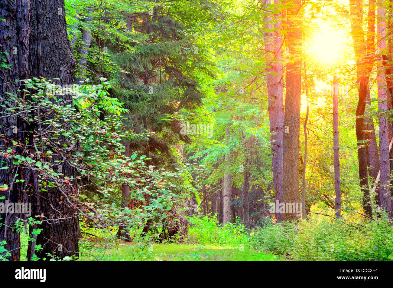 Morning Sunrise venant à travers les arbres dans les bois. Banque D'Images