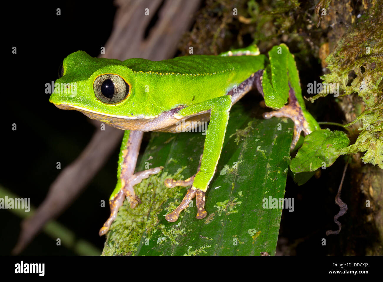 Bordée de blanc (grenouille singe Phyllomedusa vaillanti) mâle en position d'appel sur une feuille dans la nuit dans la forêt tropicale, l'Équateur Banque D'Images