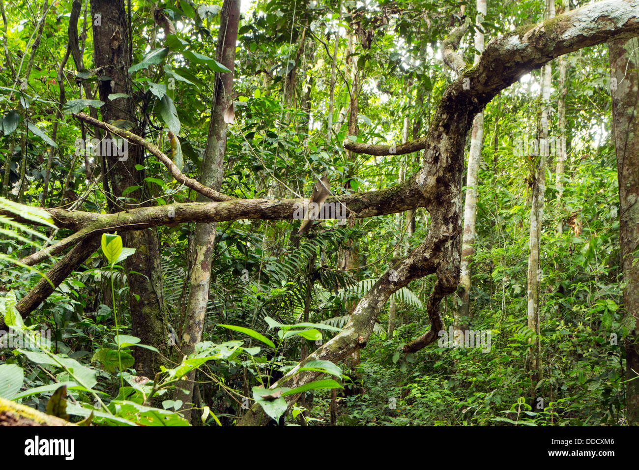 Direction générale des morts tombés dans la forêt tropicale, l'Équateur Banque D'Images