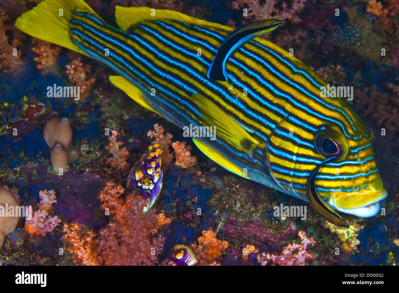 Bluestreak cleaner wrasse nettoie les poissons, Gaterins Ruban Plectorhinchus polytaenia. Raja Ampat, Indonésie Banque D'Images