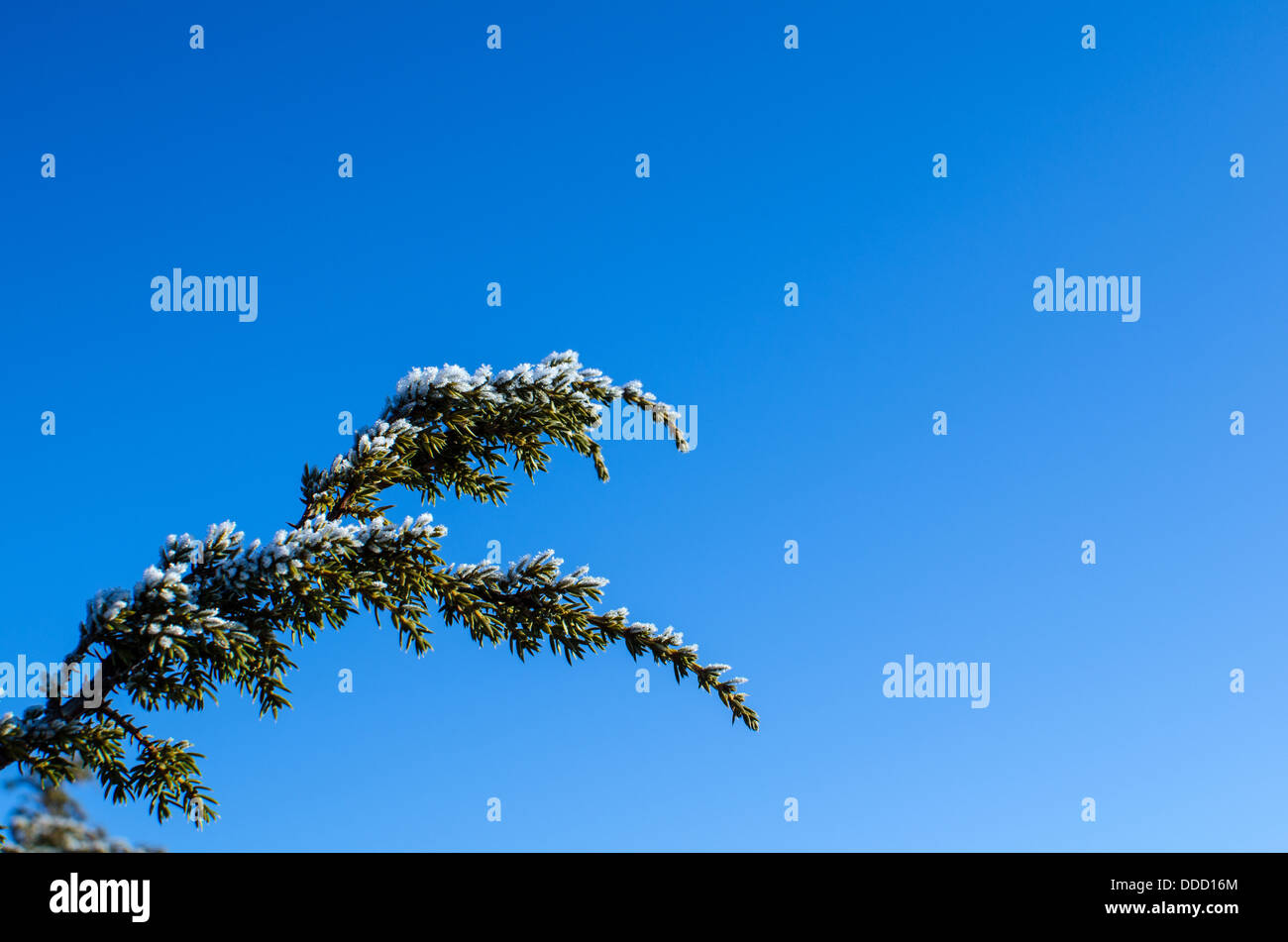 La succursale de Juniper Frosty un ciel bleu clair. Banque D'Images