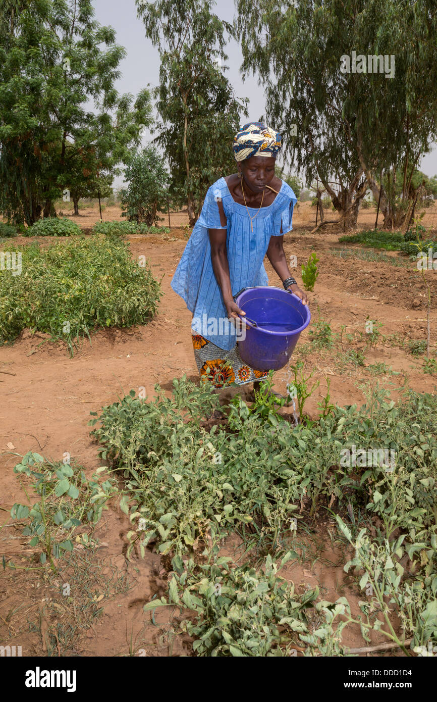 Wolof Woman Watering les tomates. Projet d'Horticulture Dialacouna, près de Kaolack, Sénégal. Un projet Africare. Banque D'Images