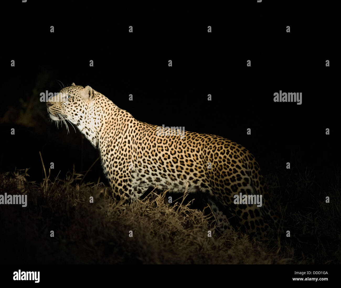 Leopard adultes debout sous les feux de la nuit Banque D'Images