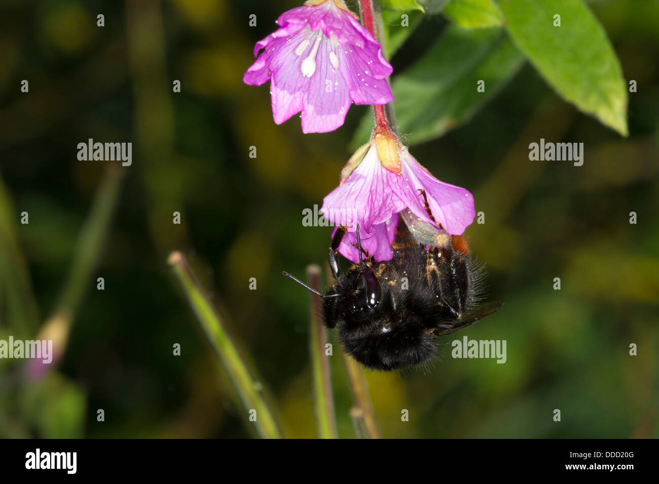 Bourdon. Bomus Lapidarius (Apidae) Banque D'Images