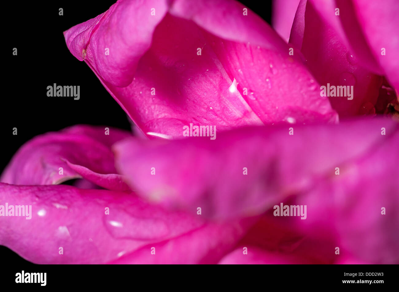 Close up, rose, goutte d'eau sur les pétales, rose, à l'intérieur, résumé, isolé sur fond noir Banque D'Images