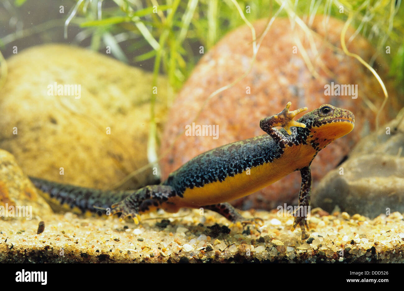 Triton alpestre, femme, bergmolch, alpenmolch, weibchen molch ichthyosaura alpestris,,, Triturus alpestris, mesotriton alpestris Banque D'Images