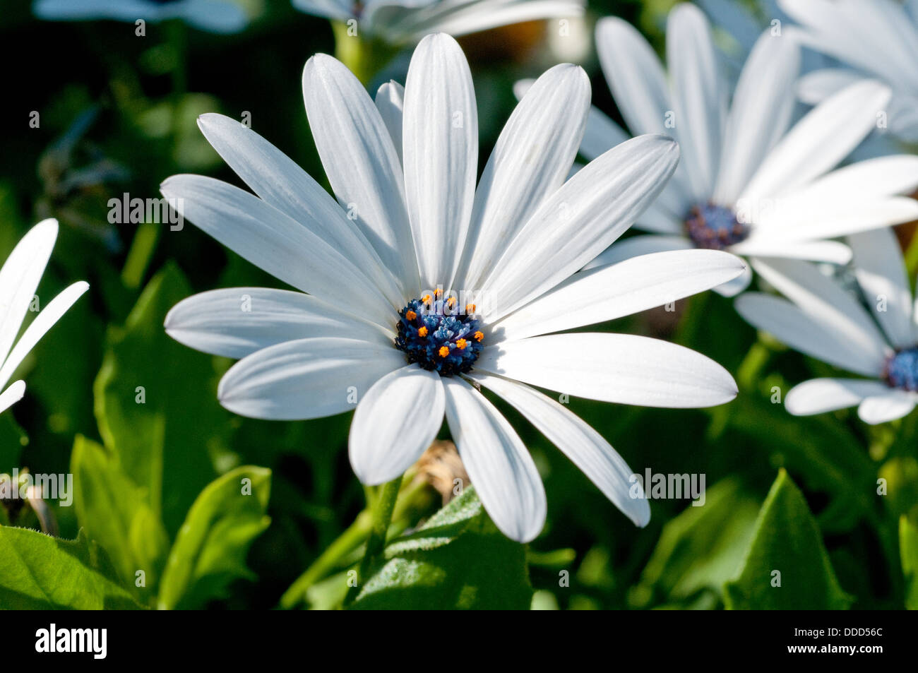 Osteospermum 'Sunny Cecil', fleurs Daisy africains, Cape Daisy Banque D'Images Osteospermum 'Sunny Cecil', fleurs Daisy africains, Cape Daisy Banque D'Images