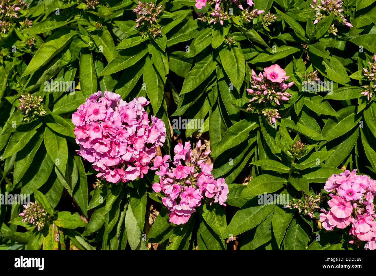 La lumière de la flamme Rose Phlox 'Bareleven' Fleur Banque D'Images