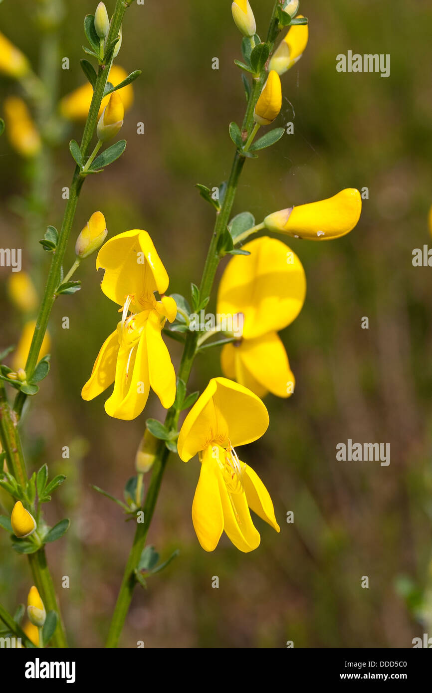 Balai commun, Besenginster, Besen-Ginster Besenpfriem Ginster,,, Cytisus scoparius, syn. Sarathamnus scoparius, genêt à balais Banque D'Images