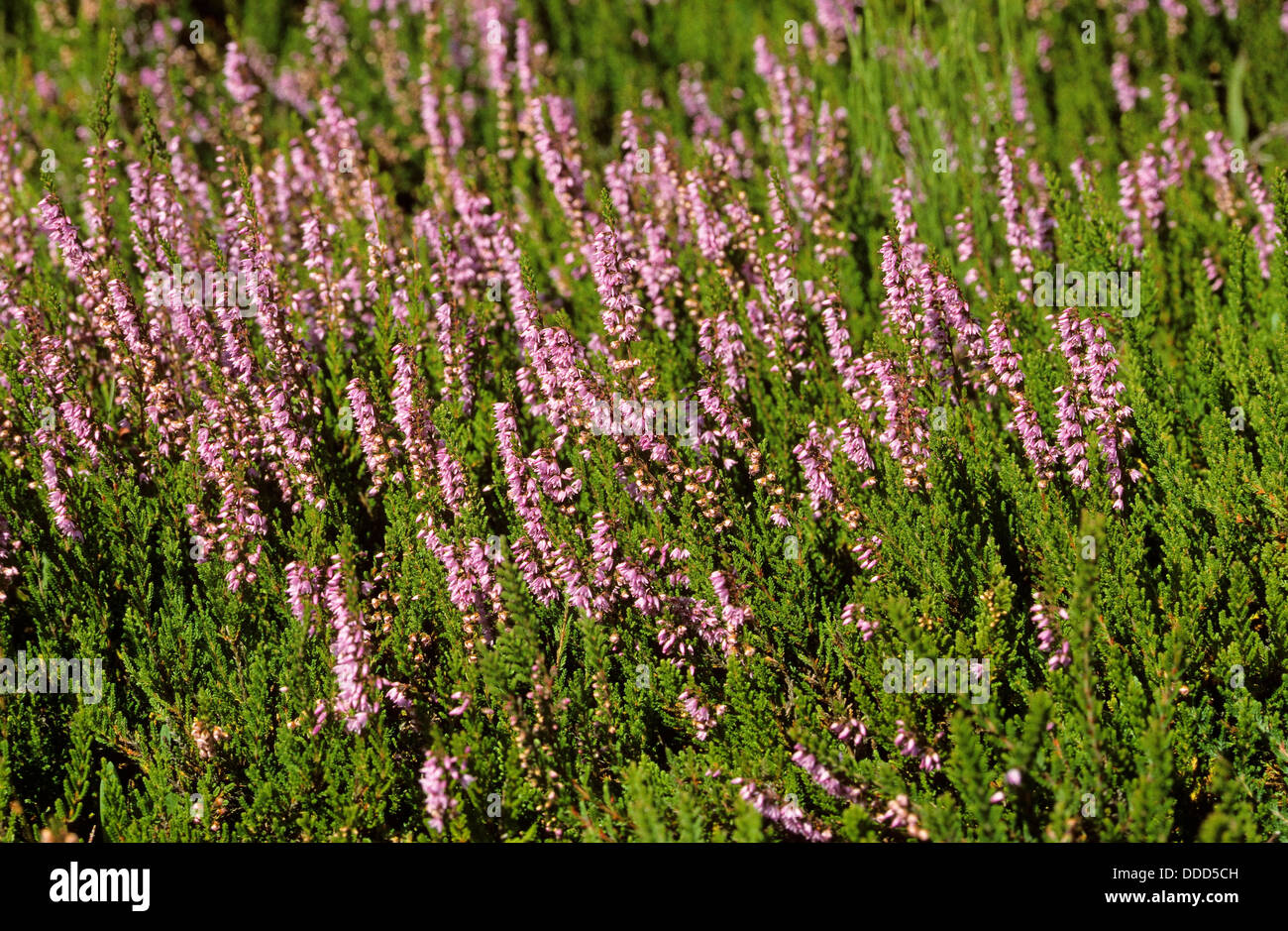 Bruyère commune, Heather, l'Écossais Heather, Ling, Heide, Besenheide, Heidekraut, Calluna vulgaris Banque D'Images