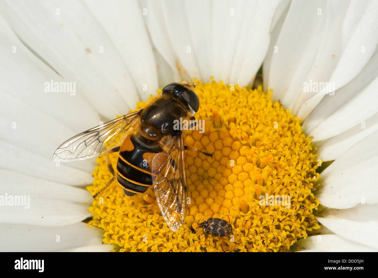 Mouche de drone, mouche de drone, dronefly, Bienen-Schwebfliege, Bienenschwebfliege, Mistbiene, Eristalis spec. Banque D'Images