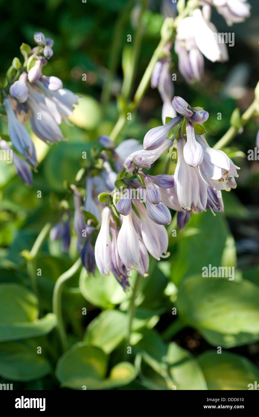 Hosta 'Dinky Donna' Fleur Banque D'Images