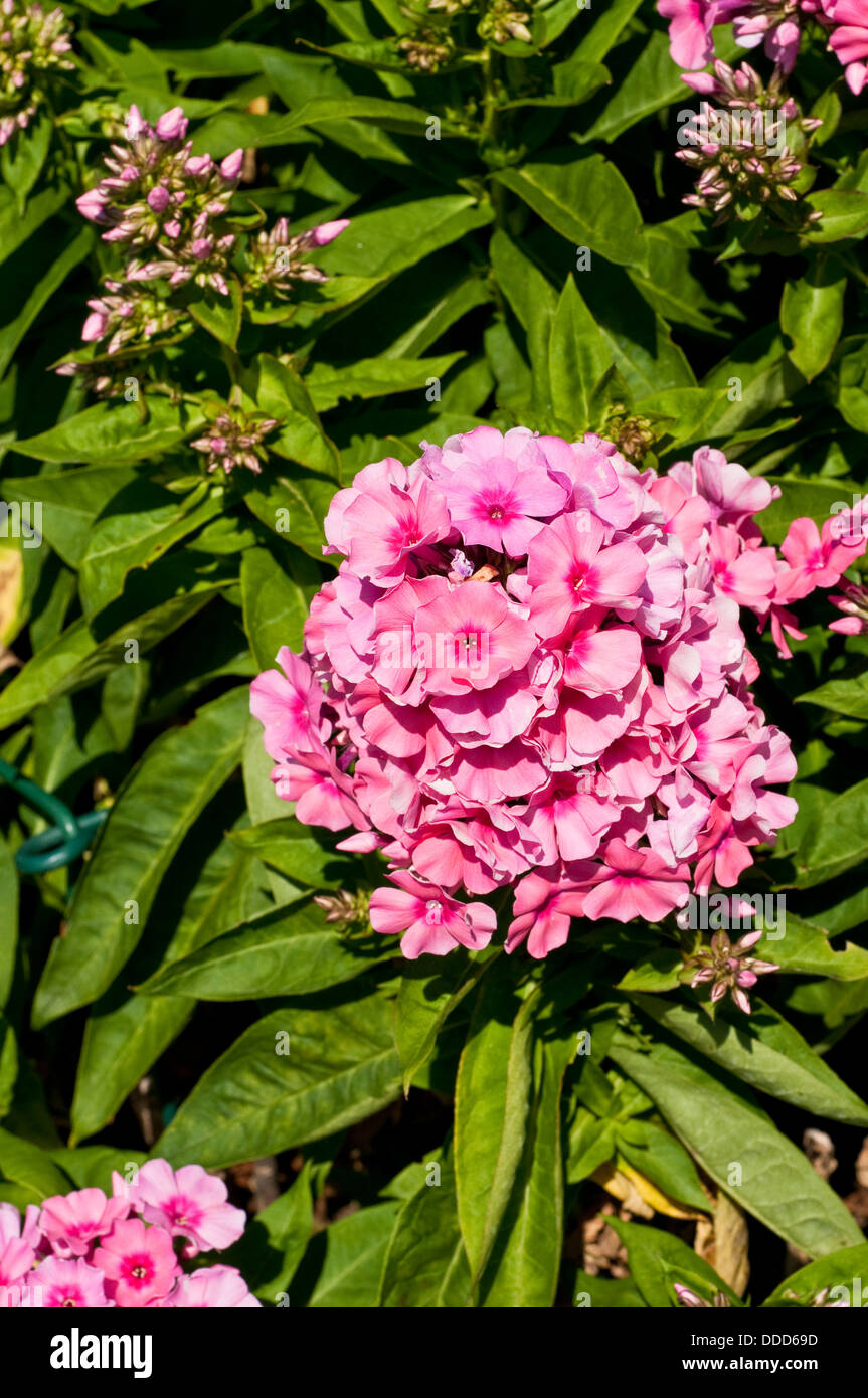 La lumière de la flamme Rose Phlox 'Bareleven' Fleur Banque D'Images