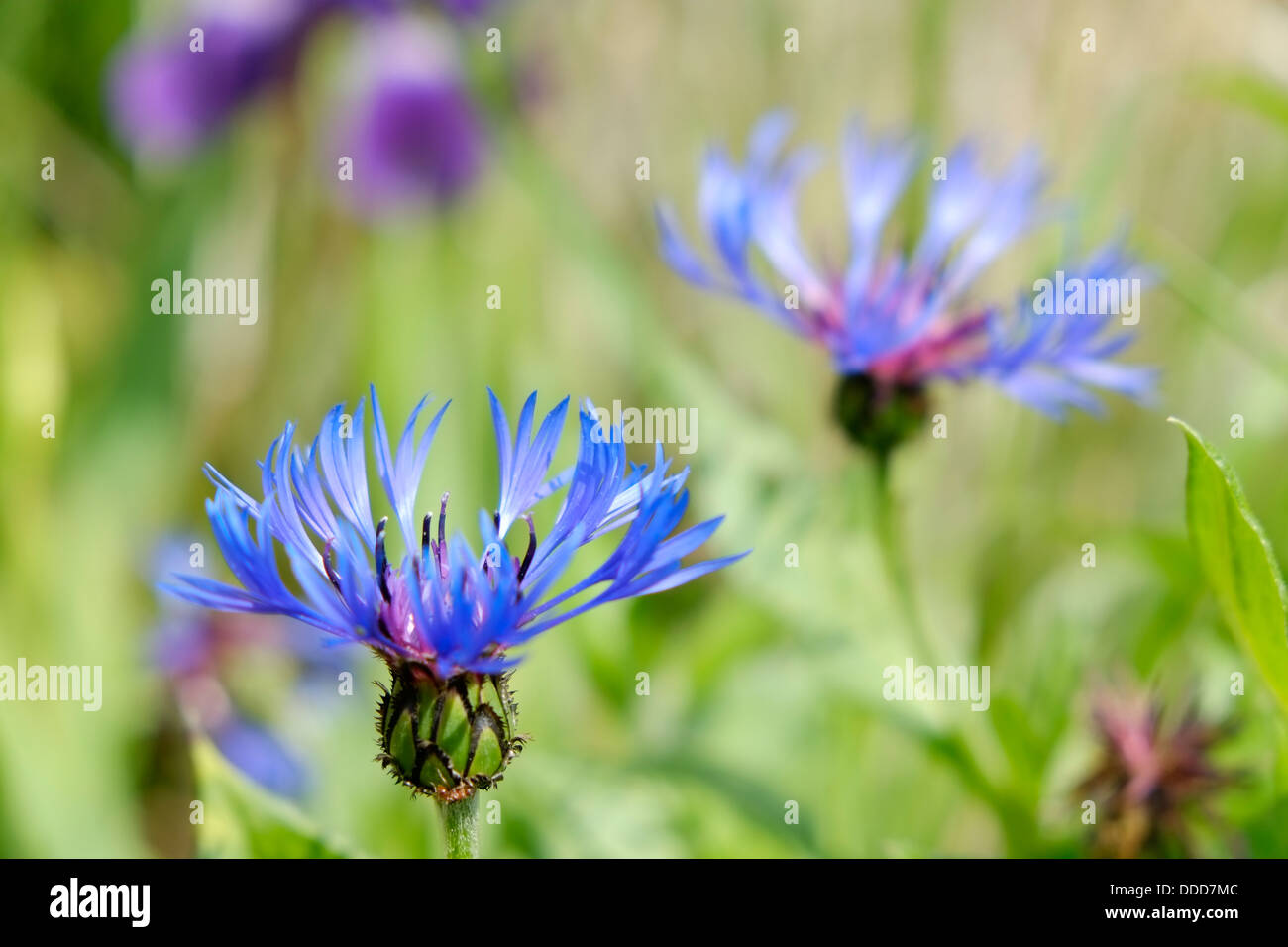 Fleurs de Lys bleu violet iris barbus avec des flous en arrière-plan. Banque D'Images