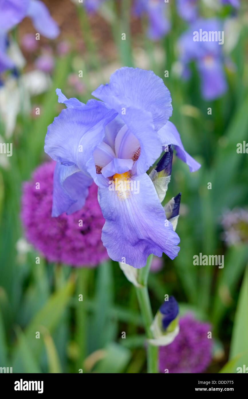 Barbu non identifié avec iris mauve allium magenta dans l'arrière-plan. Banque D'Images