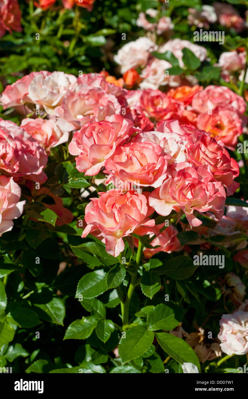 Le vieux John Rose 'Dicwillynilly» Banque D'Images