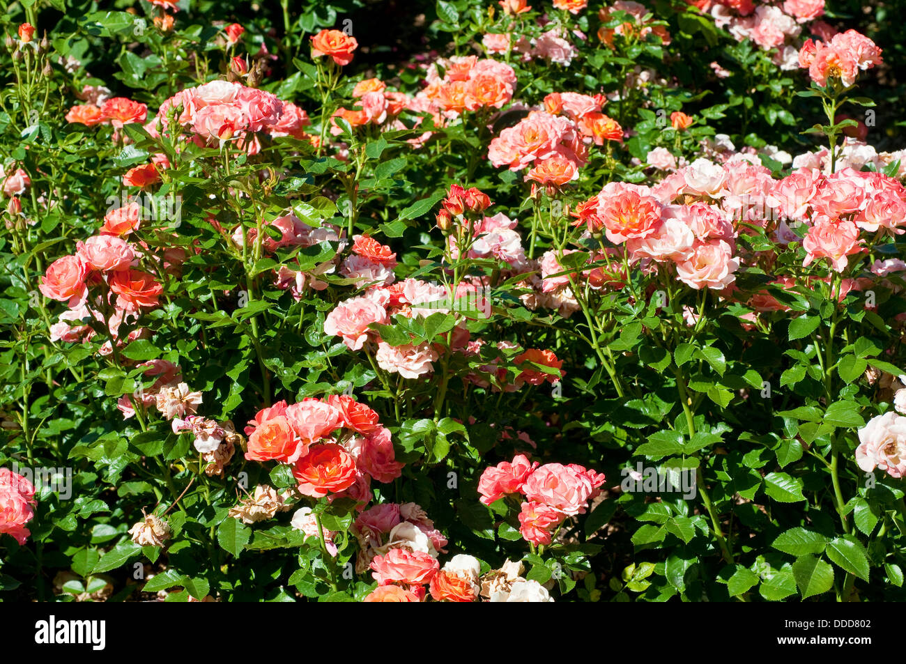 Le vieux John Rose 'Dicwillynilly' parterre Banque D'Images