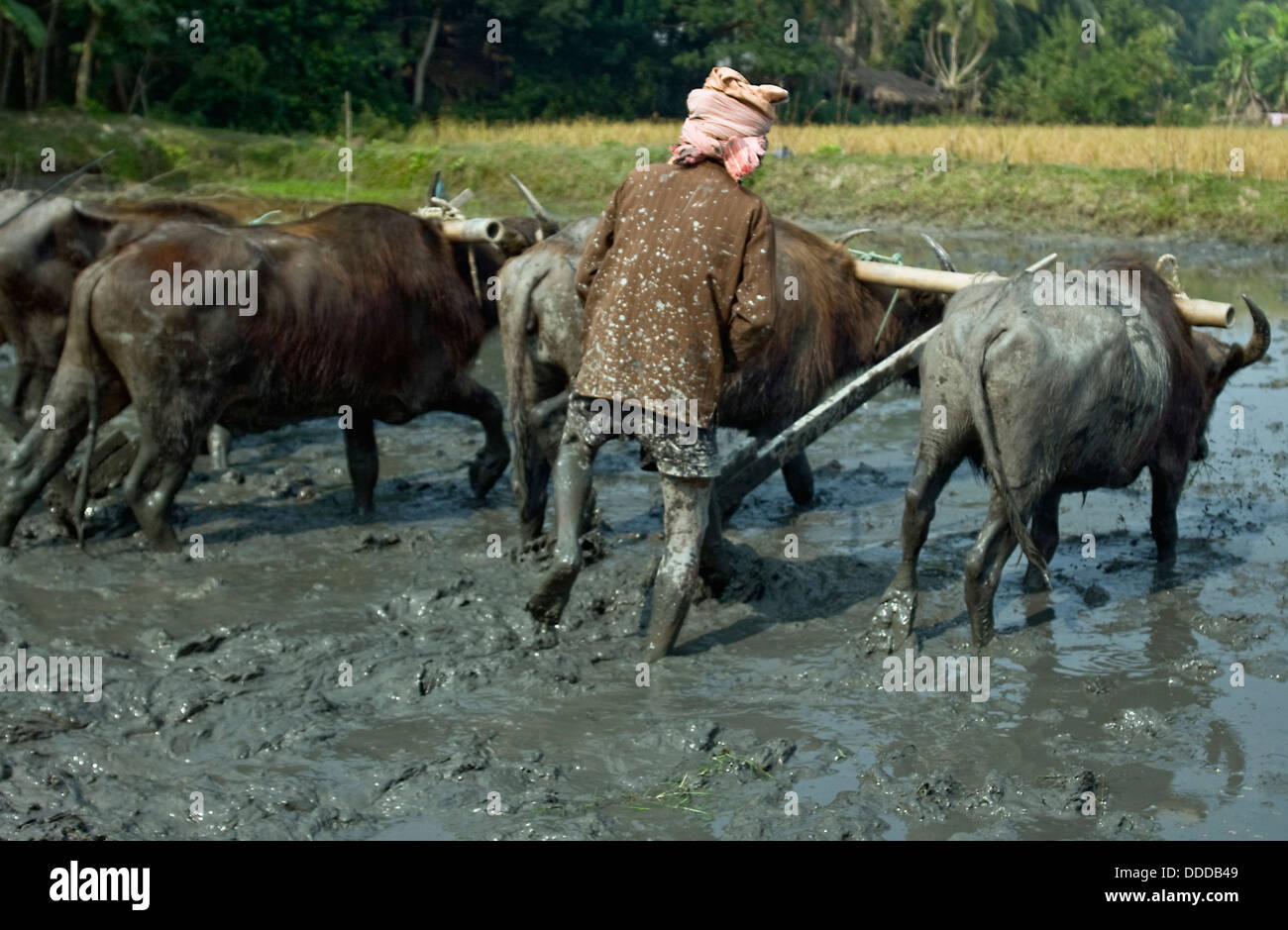 L'homme du Bangladesh Le Bangladesh , labour ,Bagerhat Banque D'Images