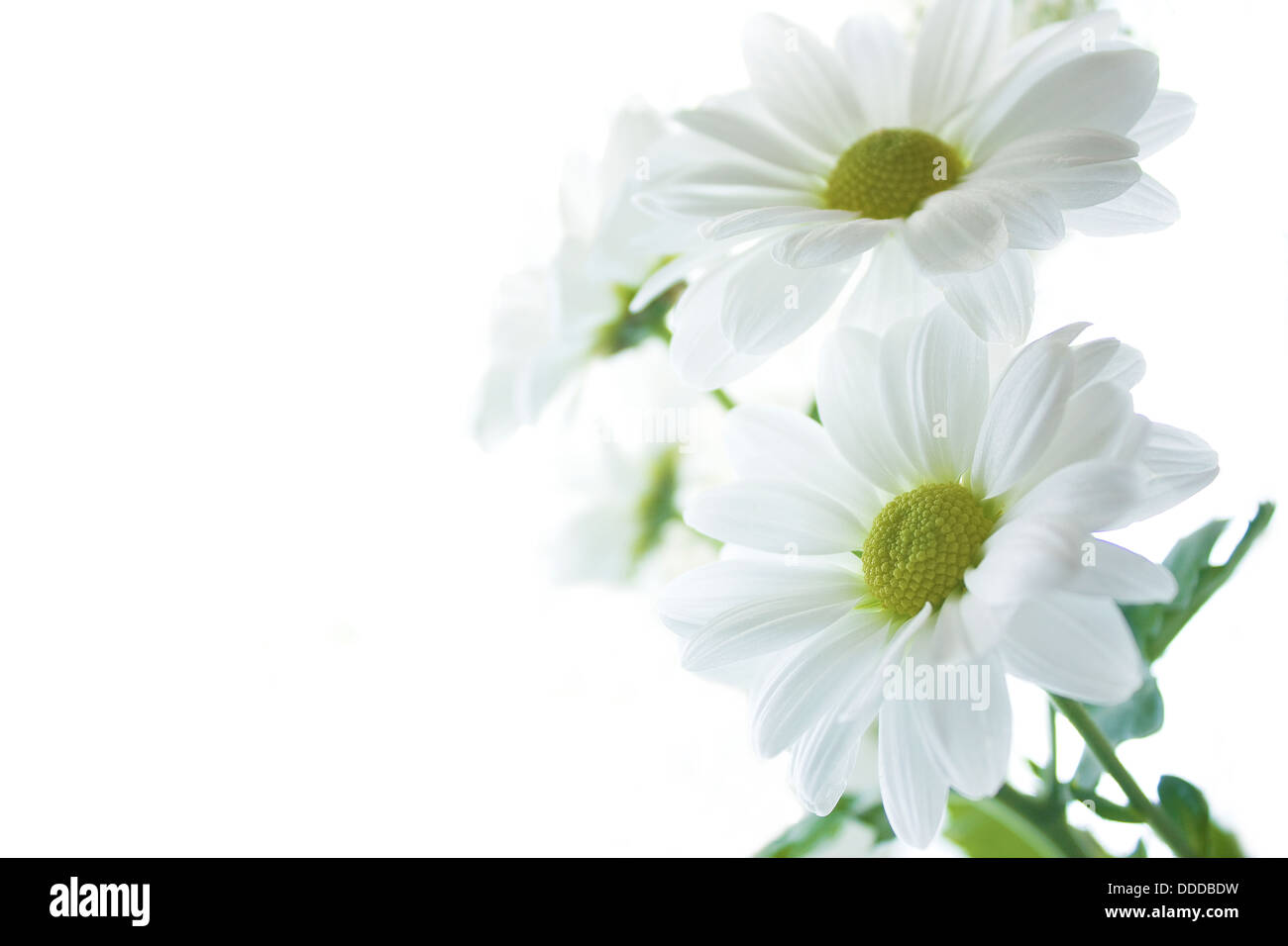Fleurs marguerites sur fond blanc. Banque D'Images