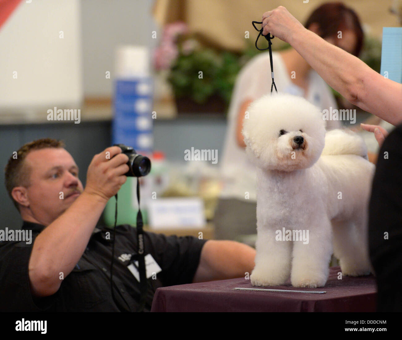 Stadtroda, Allemagne. Août 31, 2013. Un spectateur photographes un Bichon Frise lors des championnats allemands du chien coiffeurs de Stadtroda, Allemagne, 31 août 2013. Photo : Jens-ULRICH KOCH/dpa/Alamy Live News Banque D'Images