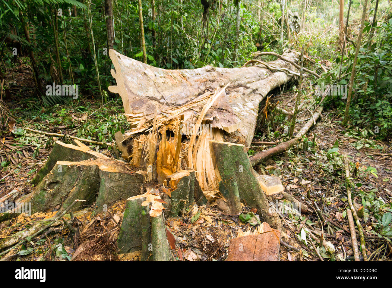 La destruction de la forêt tropicale en Amazonie équatorienne Banque D'Images