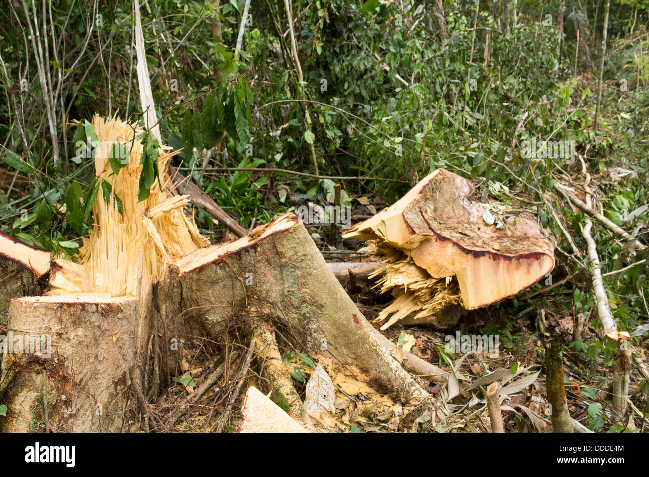 La destruction de la forêt tropicale en Amazonie équatorienne Banque D'Images