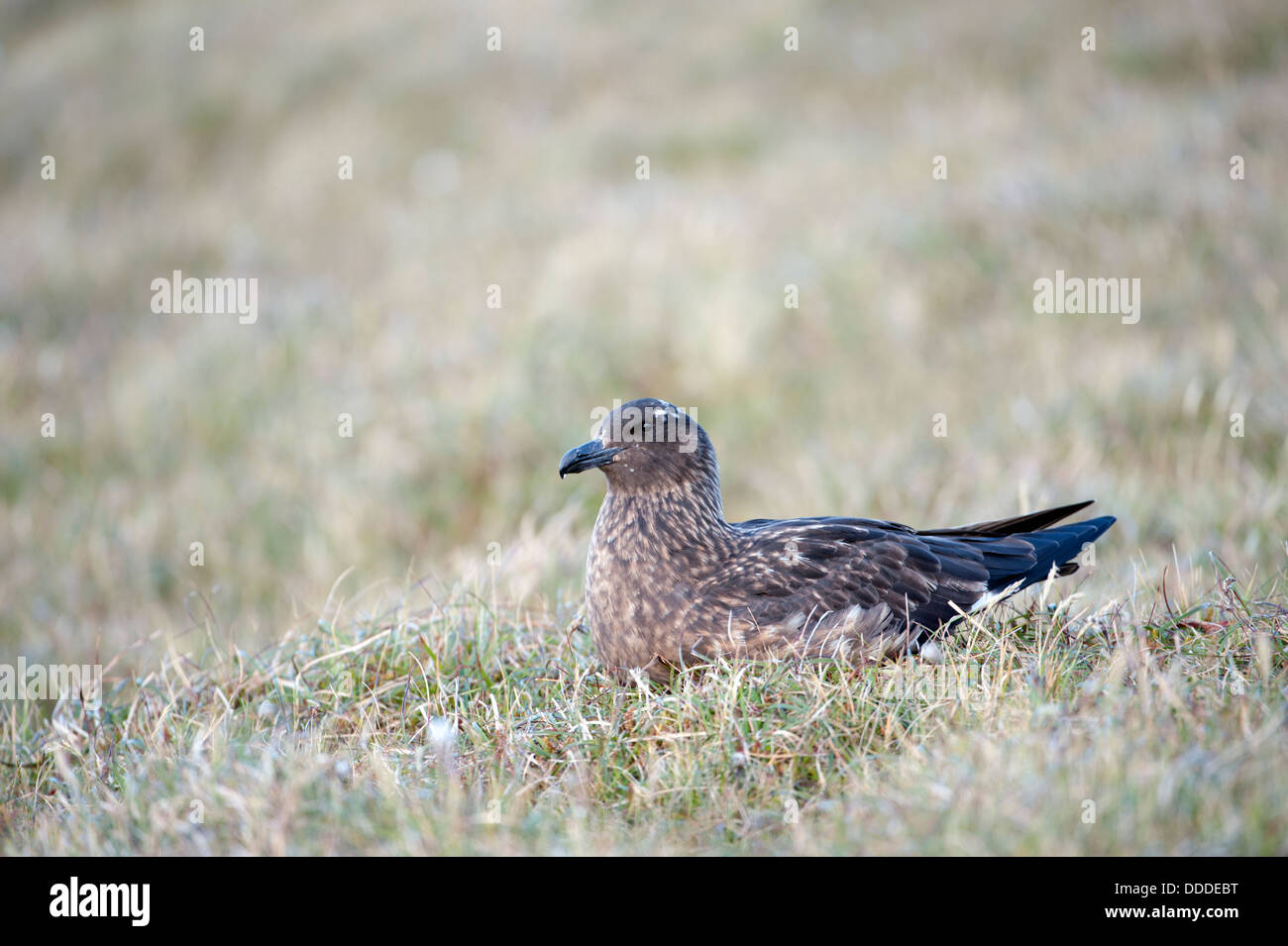 Grand Labbe (Stercorarius skua) Banque D'Images