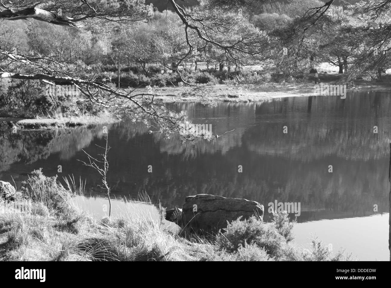 Le lac Supérieur, Glendalough, Wicklow, Irlande Banque D'Images