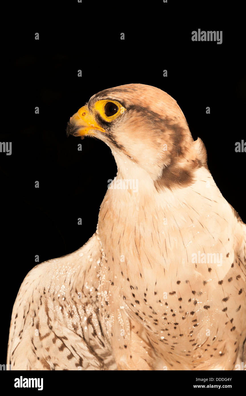 Le faucon pèlerin (Falco peregrinus) Banque D'Images