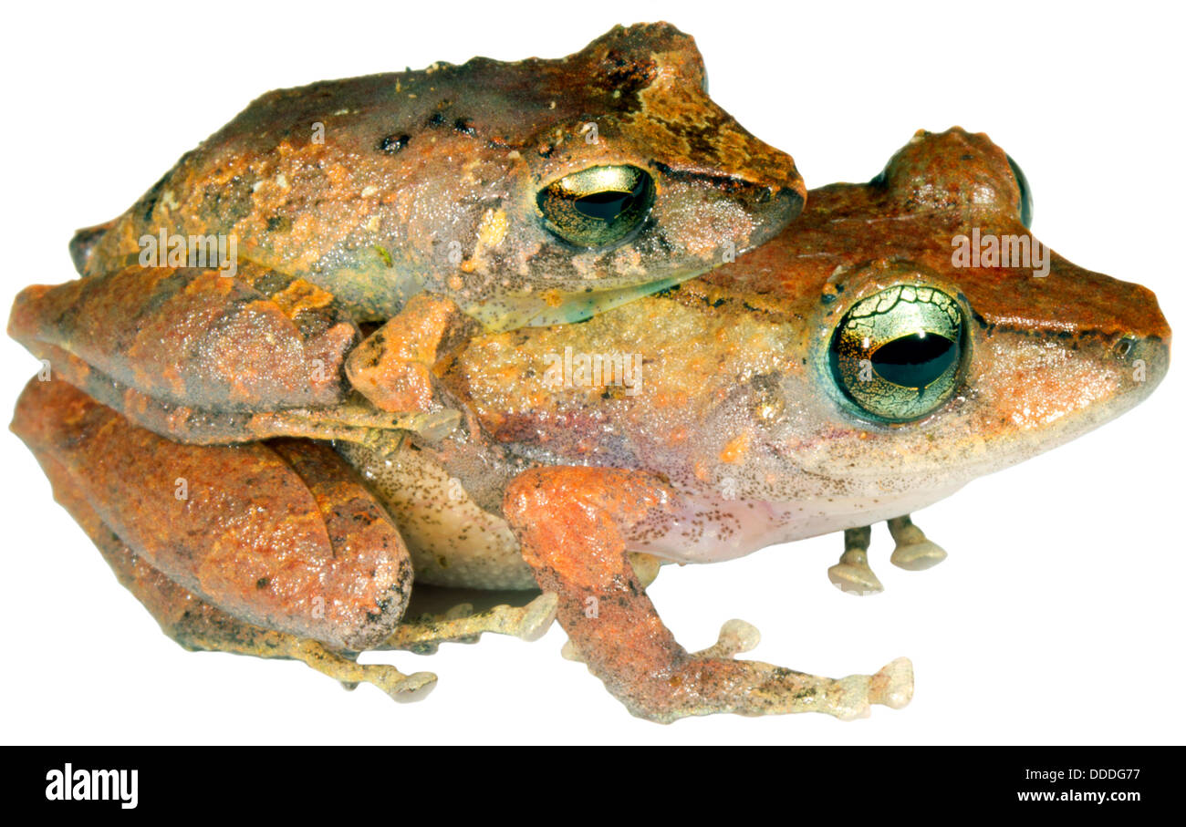 Paire de grenouilles (Pristimantis ockendeni pluie) en amplexus, Equateur Banque D'Images