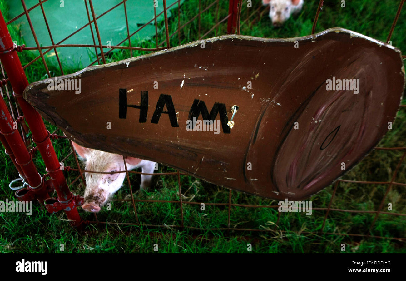 Le 29 Aout 13 Cordova New York Etats Unis 29 Aout 13 Un Bebe Cochon Pokes Sa Tete Hors De La Pizza Vivant Mis En Place A L Hotel Delta Juste