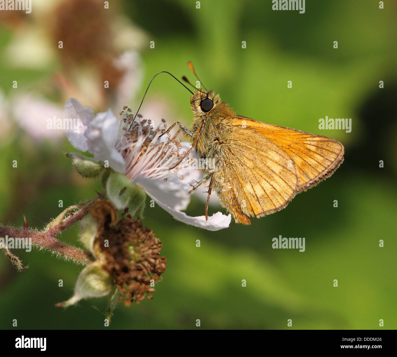 Grand Patron d'alimentation papillon sur Fleur de ronce Banque D'Images